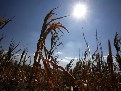 posu&scaron;ena koruza - koruzno polje - kmetijsko zemlji&scaron;če - Vipavska dolina 2012 - su&scaron;a      //FOTO: Jaka Gasar