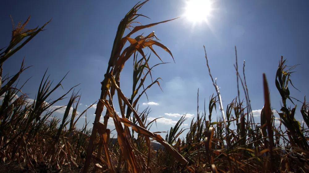 posu&scaron;ena koruza - koruzno polje - kmetijsko zemlji&scaron;če - Vipavska dolina 2012 - su&scaron;a      //FOTO: Jaka Gasar