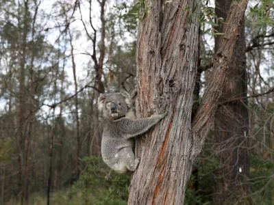 FILE PHOTO: A rescued koala named Ernie climbs up a tree as he is released back into his natural habitat, following medical treatment for chlamydia, where he had to have one of his eyes removed, in Grose Vale, Sydney, Australia, July 25, 2020. REUTERS/Loren Elliott   SEARCH "KOALAS ELLIOTT" FOR THIS STORY. SEARCH "WIDER IMAGE" FOR ALL STORIES/File Photo