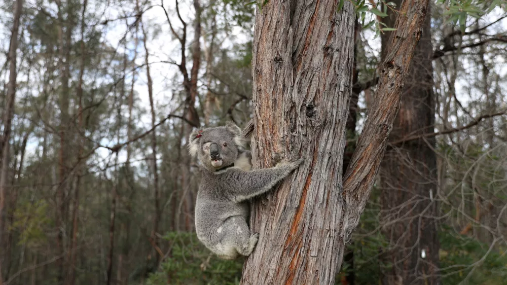 FILE PHOTO: A rescued koala named Ernie climbs up a tree as he is released back into his natural habitat, following medical treatment for chlamydia, where he had to have one of his eyes removed, in Grose Vale, Sydney, Australia, July 25, 2020. REUTERS/Loren Elliott   SEARCH "KOALAS ELLIOTT" FOR THIS STORY. SEARCH "WIDER IMAGE" FOR ALL STORIES/File Photo