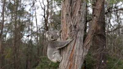 FILE PHOTO: A rescued koala named Ernie climbs up a tree as he is released back into his natural habitat, following medical treatment for chlamydia, where he had to have one of his eyes removed, in Grose Vale, Sydney, Australia, July 25, 2020. REUTERS/Loren Elliott   SEARCH "KOALAS ELLIOTT" FOR THIS STORY. SEARCH "WIDER IMAGE" FOR ALL STORIES/File Photo