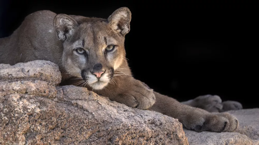 Mountain Lion posing in his den.