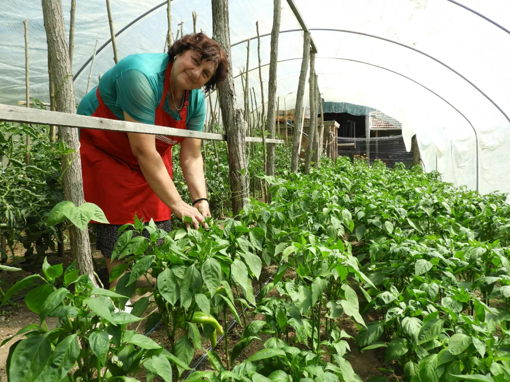 Marina Pejičić v rastlinjaku, paprikaKaritas Srbija / Foto: Katja Petrovec