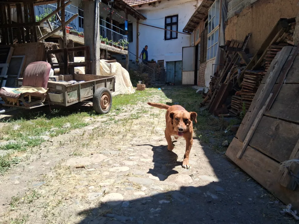 pes, Srbija-Karitasjug Srbije, domačija / Foto: Katja Petrovec 