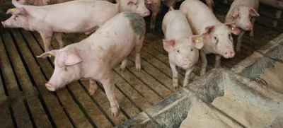 Ekipa zvedavih in prijaznih prašičkov s kmetije 