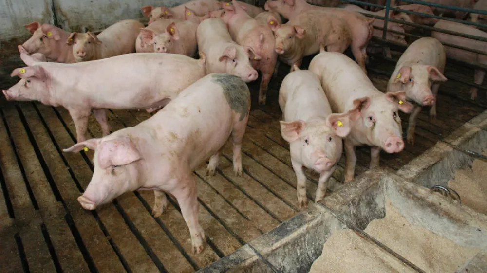 Ekipa zvedavih in prijaznih pra&scaron;ičkov s kmetije 