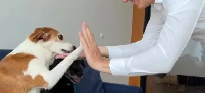 Takole je predsednik vlade Robert Golob z »daj mi petko« proslavil vnovično potrditev novele zakona o zaščiti živali. Foto: Instagram