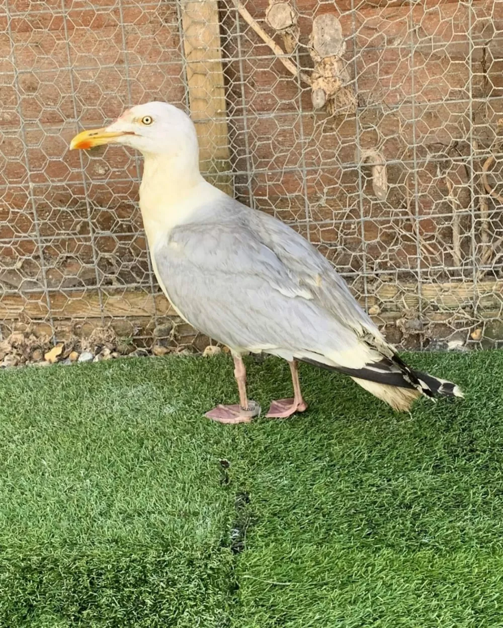 Foto: FB/&ndash; Tiggywinkles