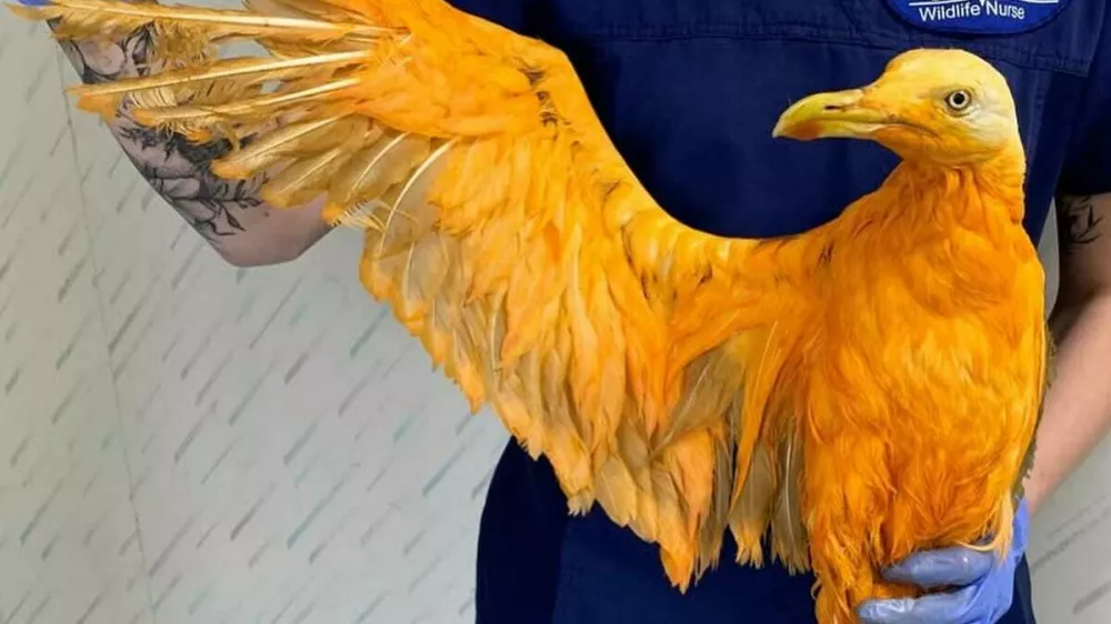 Foto: FB/&ndash; Tiggywinkles