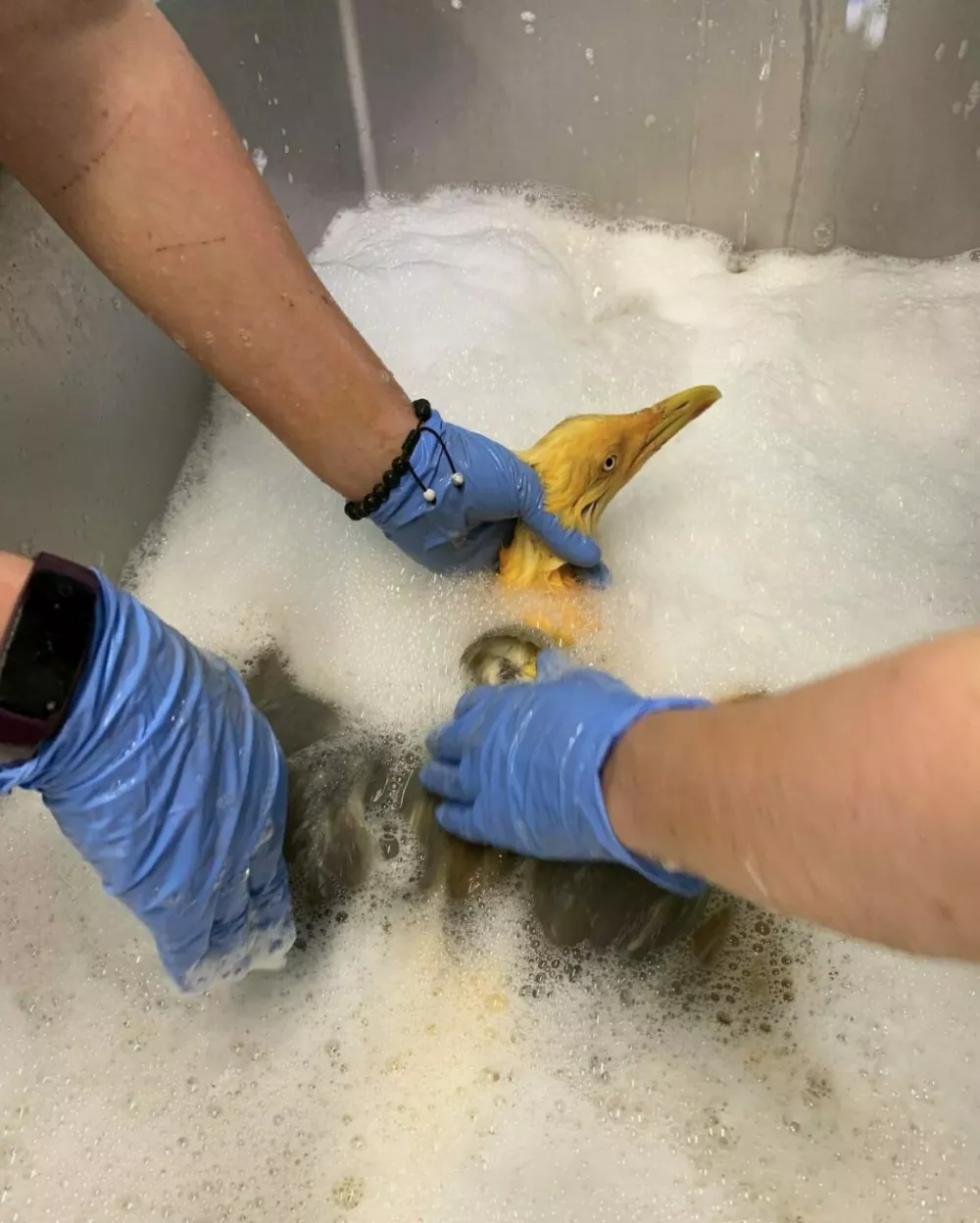 Foto: FB/&ndash; Tiggywinkles