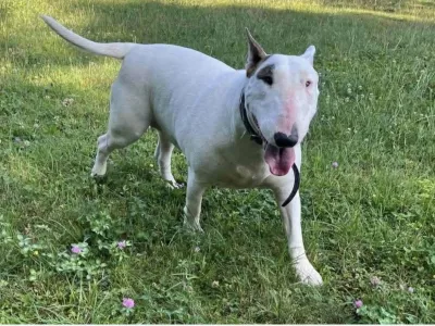 psička Madona, bulterierka. Foto:  fb AniMa - Animals Matter