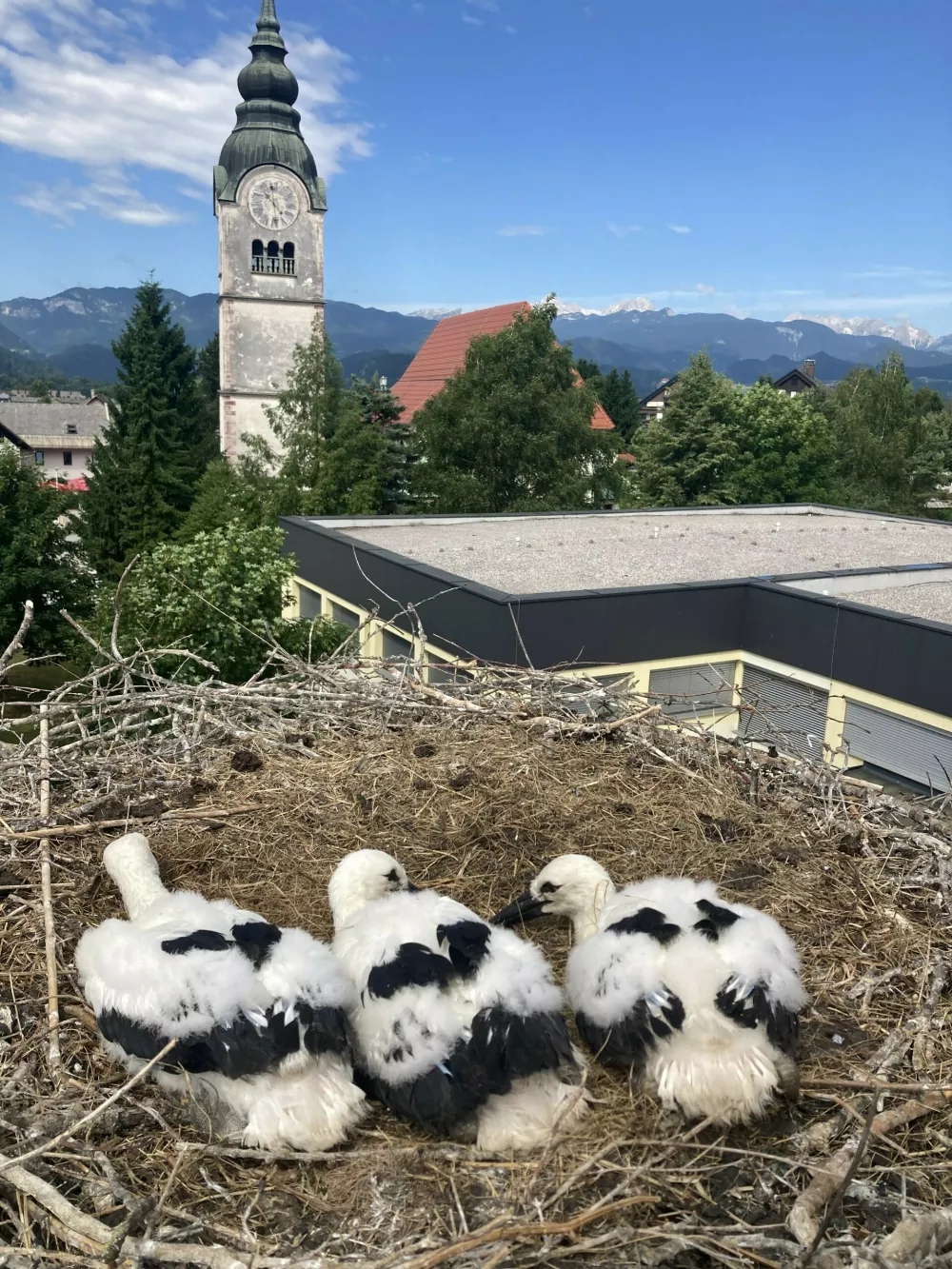 &scaron;torklje gnezdo Lesce