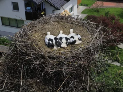 &scaron;torklje na Bledu