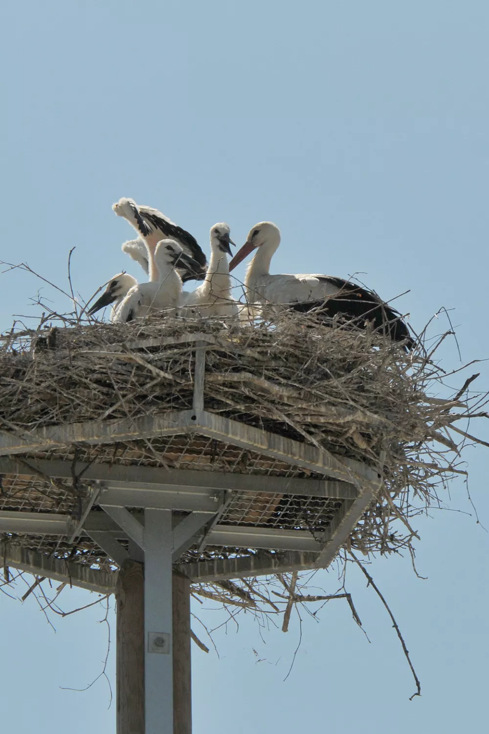 &scaron;torklje v Lescah