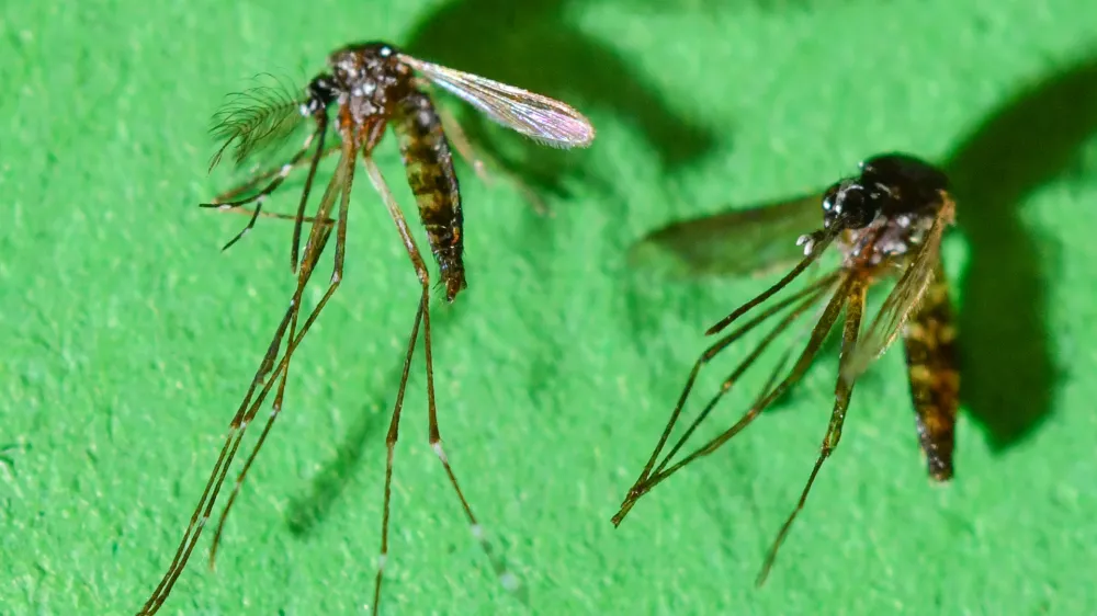FILED - 13 March 2018, Brandenburg, Muencheberg: The Asian tiger mosquito male (L), female (r), occasionally also tiger mosquito, at the Leibniz Center for Agricultural Landscape Research (ZALF) at the Institute of Land Use Systems, Medical Entomology WG. The mosquito-borne Chikungunya virus has recently begun to spread rapidly in southern China, the World Health Organization (WHO) announced on Wednesday. Photo: Patrick Pleul/zb/dpa
