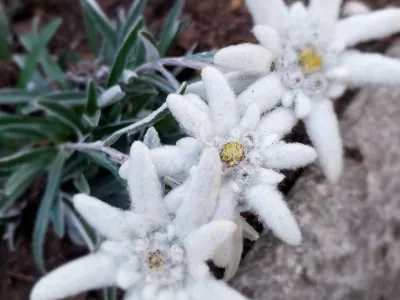Planike in tudi druge gorske rastline so posamezniki v &scaron;opih prodajali na tržnicah. F Vesna Levičnik