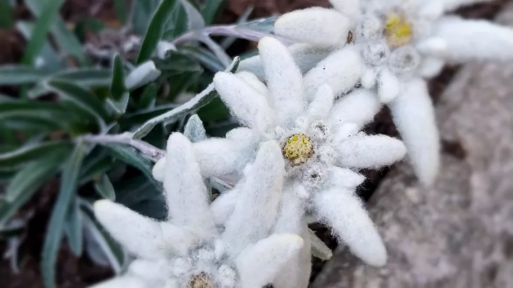 Planike in tudi druge gorske rastline so posamezniki v &scaron;opih prodajali na tržnicah. F Vesna Levičnik