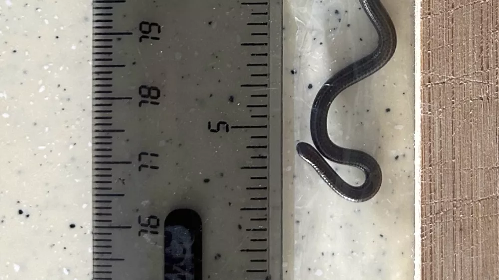 This photo provided by Re:wild shows the Barbados threadsnake next to a ruler, in the Scotland District of St. Andrew, Barbados, Thursday, March 20, 2025. (Connor Blades/Re:wild via AP)