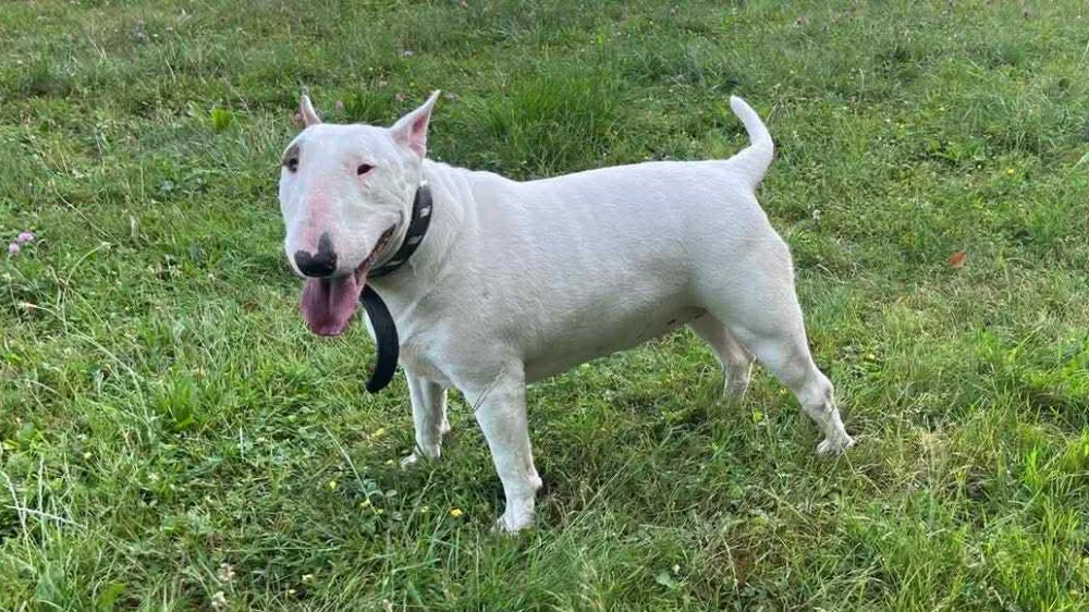 Zaveti&scaron;če za živali Maribor, psička Madona. Foto: Ani-Ma &ndash; Animals Matter 