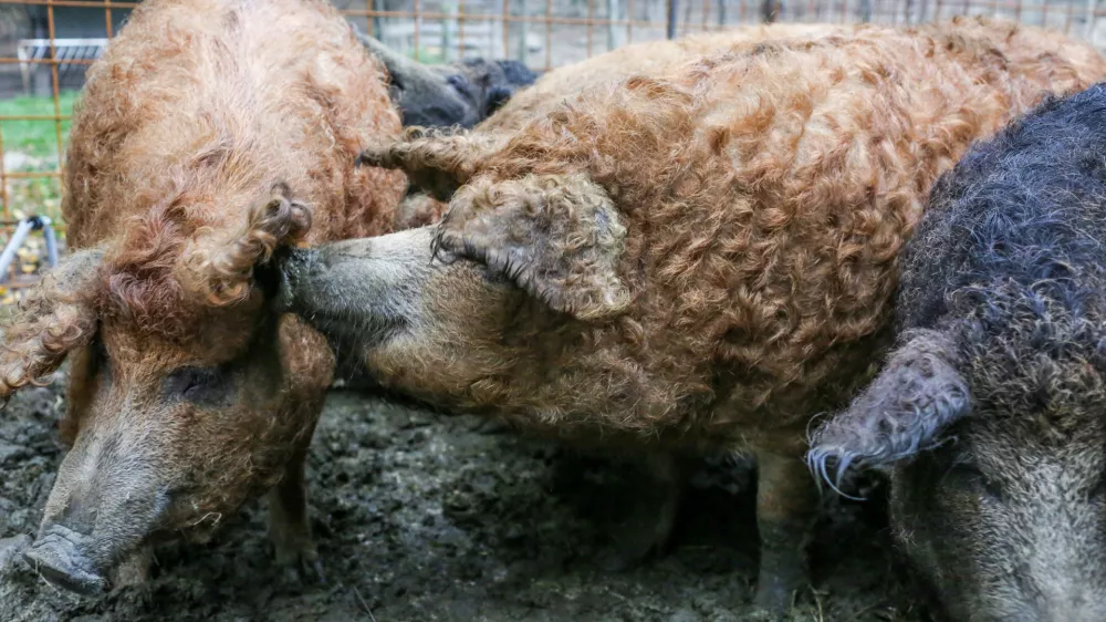 02.11.2016. ČrničeReportaža o Vipavski doliniTuristična kmetija CigojPra&scaron;iči sorta mangolica//foto: Bojan VelikonjaOPOMBA: ZA OBJAVO V OBJEKTIVU!! / Foto: Bojan Velikonja