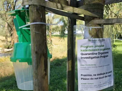 Ugotavljanje prisotnosti japonskega hro&scaron;ča