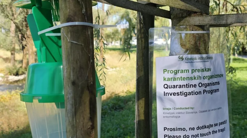 Ugotavljanje prisotnosti japonskega hro&scaron;ča