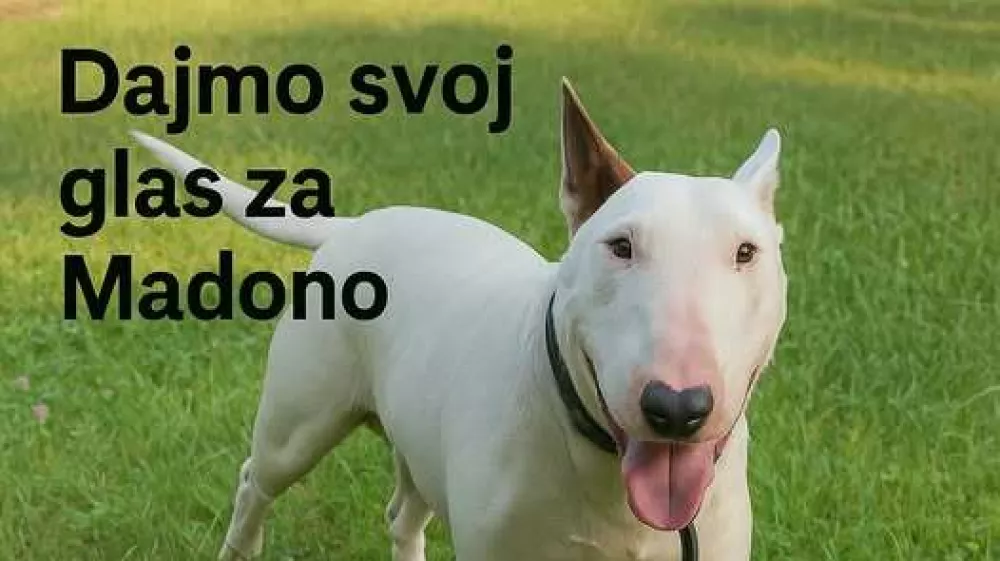 Maribor, psi, napad na človeka, Madona. Foto: AniMa - Animals Matter 