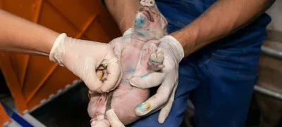 Kastriranje pujskov na živo. Foto: društvo AETP