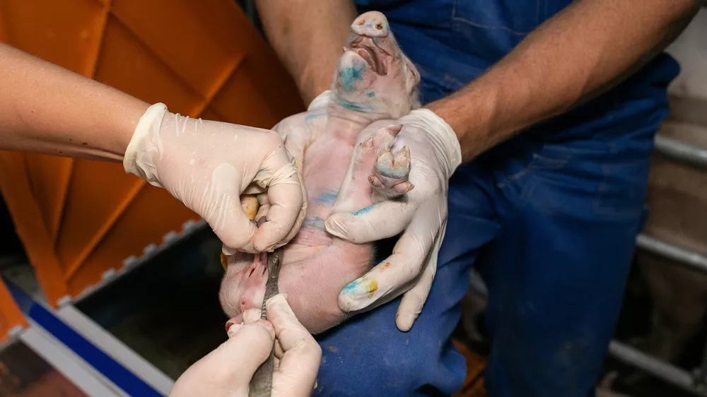 Kastriranje pujskov na živo. Foto: dru&scaron;tvo AETP