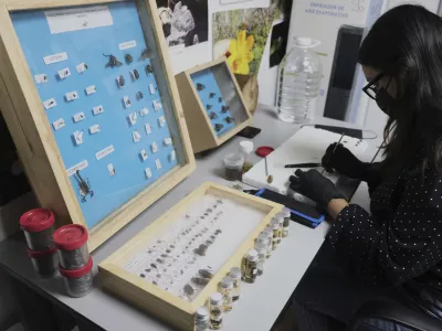 A specialist examines crawling creatures collected from clandestine graves as part of a research project to help locate missing people, in Guadalajara, Mexico, Friday, July 11, 2025. (AP Photo/Alejandra Leyva)