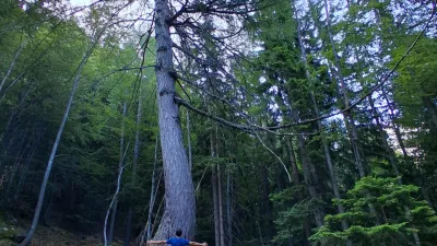 Najdebelej&scaron;i macesen pod Krofičko / Foto: Katja Petrovec 