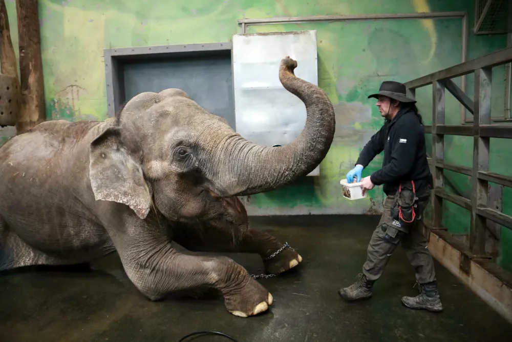 21.02.2025 - Živalski vrt, slon Ganga star 50 letFoto: Tomaž Skale