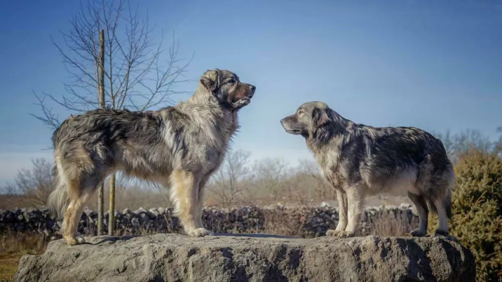 kra&scaron;ki ovčar psarna Miliruj Dutovlje, Davorin in Damjana Lisjak. Foto: Davorin Lisjak / Foto: Davorin Lisjak 