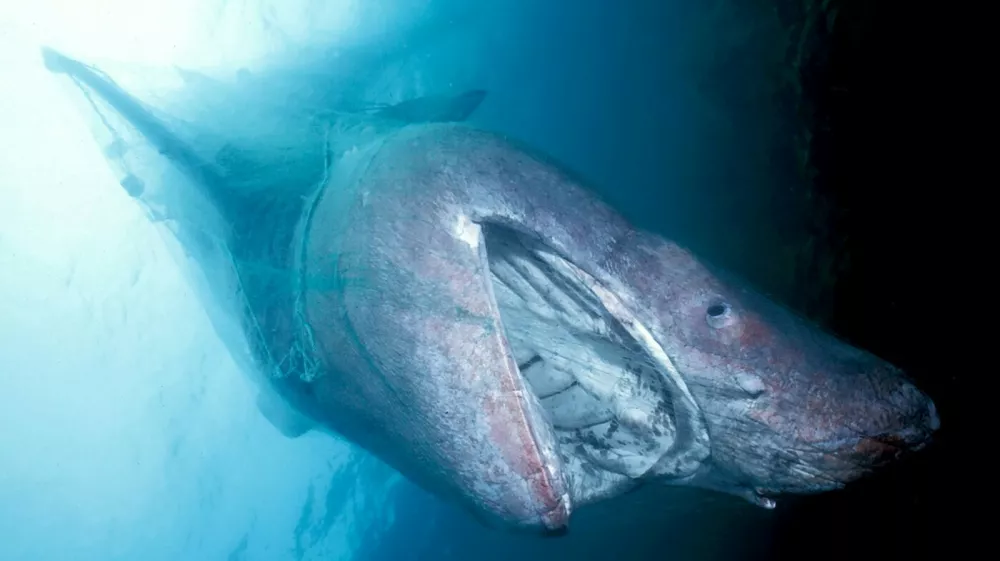 Morski pes orjak (Cetorhinus maximus) Foto: Profimedia