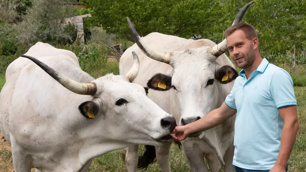 Martin Perič: Cena bo&scaron;karina je vsaj trideset odstotkov vi&scaron;ja od cene navadne govedine. F Jaka Jera&scaron;a