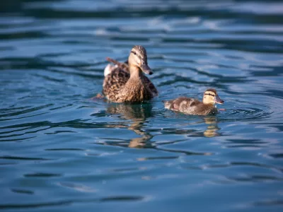 - 13.07.2016 - Reportaža o Bledu - Blejsko jezero - raca -..//FOTO: Maja Marko
