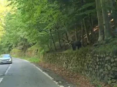 Medved. Foto: Maksim Lesjak