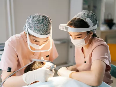 Presaditev las. Simbolična fotografija: Profimedia