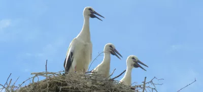 štorklje, gnezdo / Foto: Urša Očko