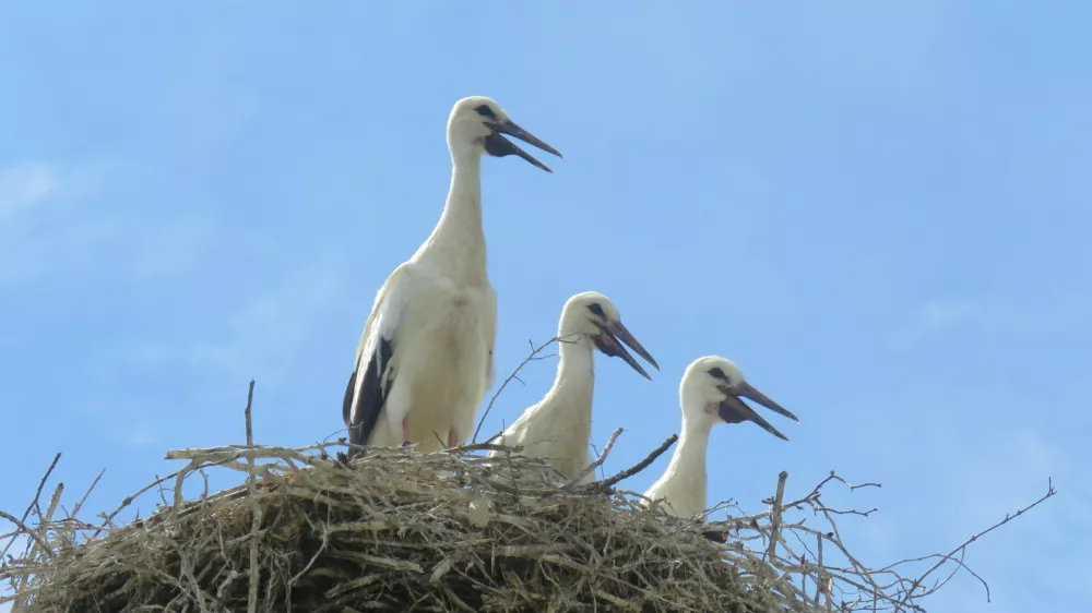 &scaron;torklje, gnezdo / Foto: Ur&scaron;a Očko