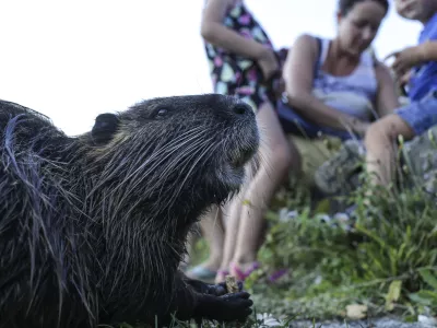 Nutrije se vračajo, a ne v Ljubljano, kjer jih je mogoče videti le &scaron;e redkokdaj