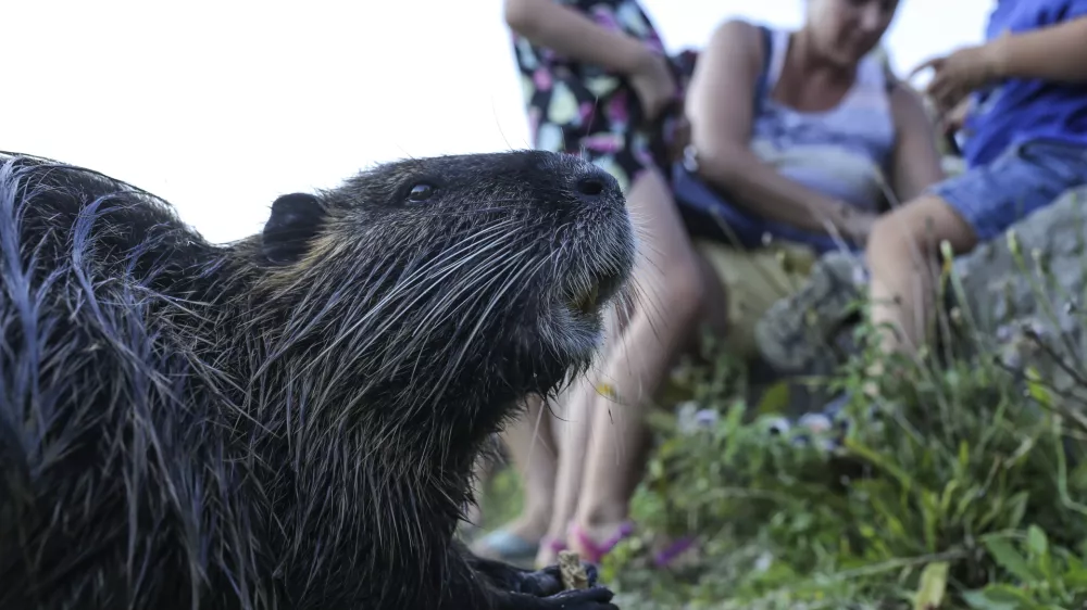 Nutrije se vračajo, a ne v Ljubljano, kjer jih je mogoče videti le &scaron;e redkokdaj
