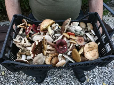 - 17.10.2019 &ndash; Gobarjenje in gobe v naravi - goba - nabiranje gob - -  //FOTO: Luka Cjuha.