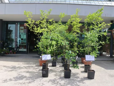 Ljubljana, Botanicni vrt.Drevesa vrste dvokrpi ginko, ki so zrasle iz semen prezivelih dreves iz Hirosime, po napadu z jedrsko bombo ob koncu 2. svetovne vojne.Foto: Joze Bavcon