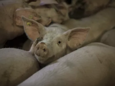 - pra&scaron;ič - svinja - pra&scaron;ičereja - svinjereja - 02.02.2015 - Koline v vasi na Banj&scaron;ki planoti - ///FOTO: Luka Cjuha OPOMBA: ZA OBJAVO V PRILOGI &ndash; DNEVNIKOV OBJEKTIV - REPORTAŽA 2015