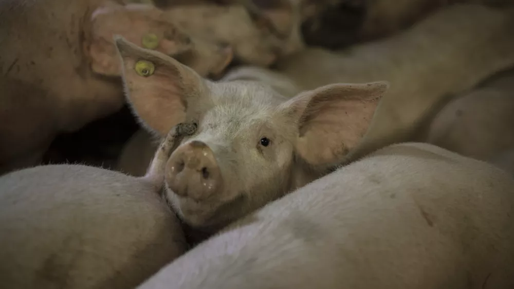 - pra&scaron;ič - svinja - pra&scaron;ičereja - svinjereja - 02.02.2015 - Koline v vasi na Banj&scaron;ki planoti - ///FOTO: Luka Cjuha OPOMBA: ZA OBJAVO V PRILOGI &ndash; DNEVNIKOV OBJEKTIV - REPORTAŽA 2015
