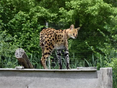 Afri&scaron;ka divja mačka oziroma serval.