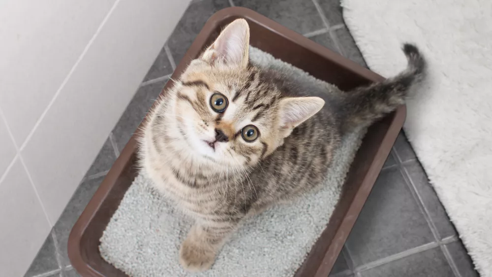 Cat top view sitting in litter box in bathroom / Foto: Andrey_kuzmin