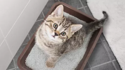 Cat top view sitting in litter box in bathroom / Foto: Andrey_kuzmin