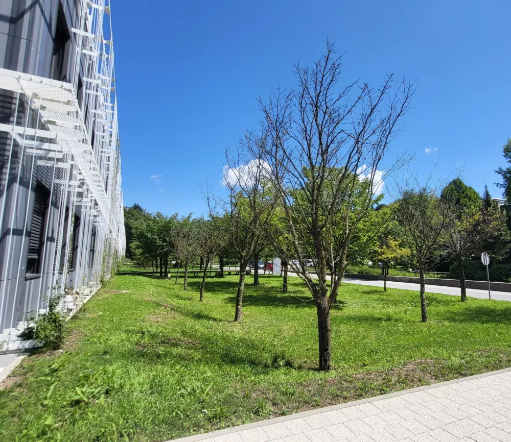 Posu&scaron;ile so se slavne japonske če&scaron;nje ob Večni poti